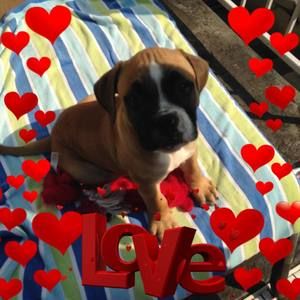 Meet your Posher, Susan